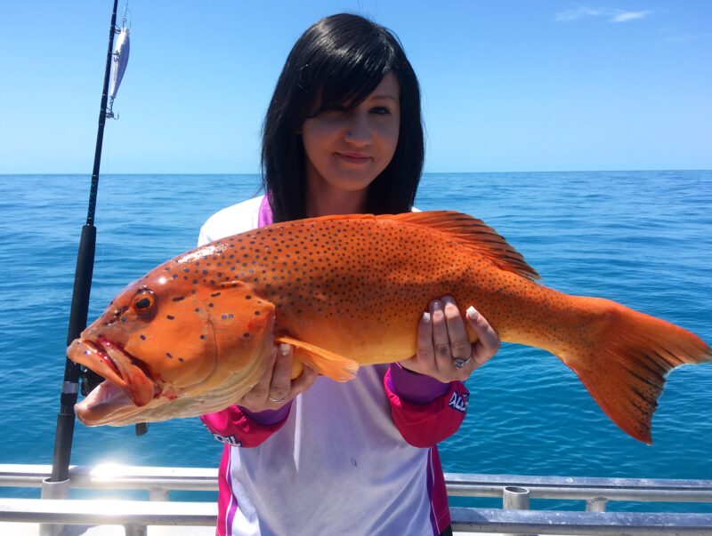 Coral Trout