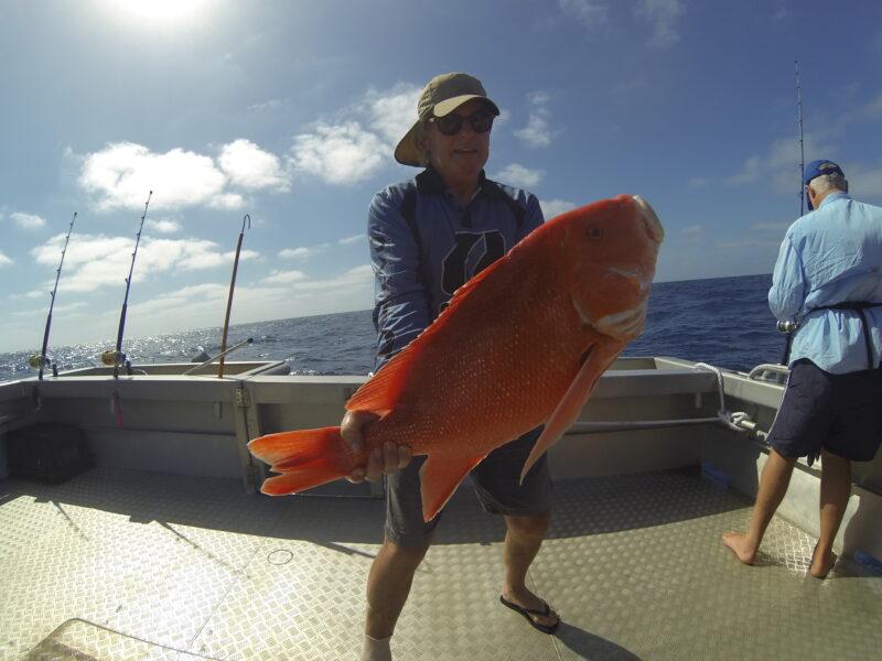 Red Emperor fish scaled