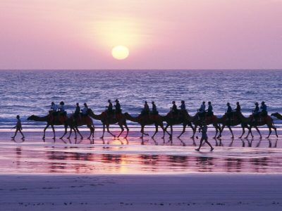 Camels on Cable Beach in Broome WA