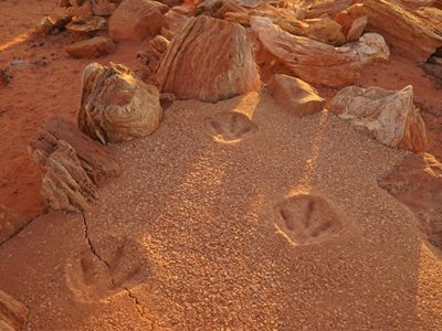 Dinosaur footprints in Broome WA