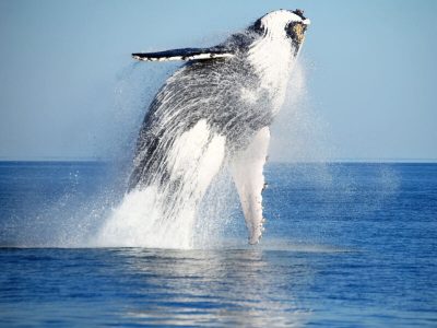 Whale jumping on wildlife cruise in Broome WA